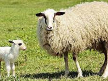 На Гергьовден овчарите отбиват агънцата от майките им и издояват първото мляко