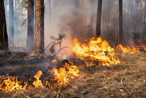 200 лева глоба за палене на огън на открито във Варненско