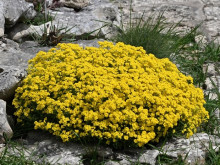 В Ботаническа градина - Балчик продължава цъфтежът на растение, прекрасен източник на нектар