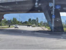 България е близо до това да си спечели етикета "Дивият Запад на Балканите" заради снимка