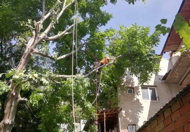 Мъж от Разград е с опасност за живот при рязане на клони от дърво в двора си