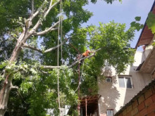 Мъж от Разград е с опасност за живот при рязане на клони от дърво в двора си