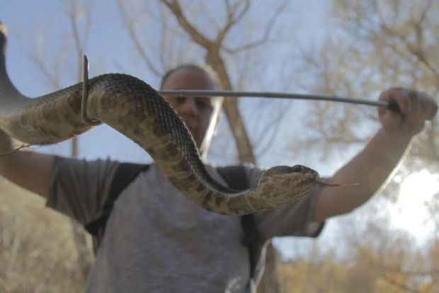 Заради размножителния им период зачестяват сигналите за змии във Варна