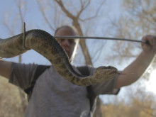 Община Варна иска да назначи професионален ловец на змии
