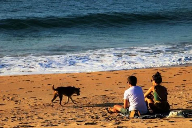Забраняват разхождането на домашни любимци на плажа във Варна