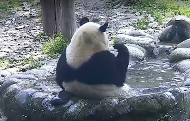 Кадри на къпеща се в джакузи панда предизвикаха истинска сензация