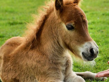 Малко пони се роди в зооцентъра в Добрич, видео с него събира почитатели