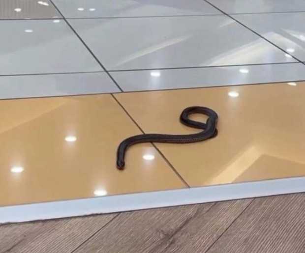 Отровна змия избяга от терариум във варненски мол, научи Varna24.bg.
