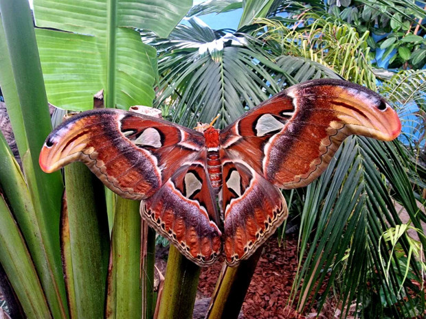 </TD
>Екземпляр от най-голямата пеперуда в света Атлас (Attacus Atlas) се