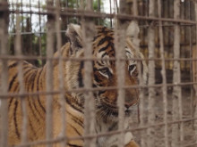 Спасиха два бенгалски тигъра, държани в плен при ужасни условия