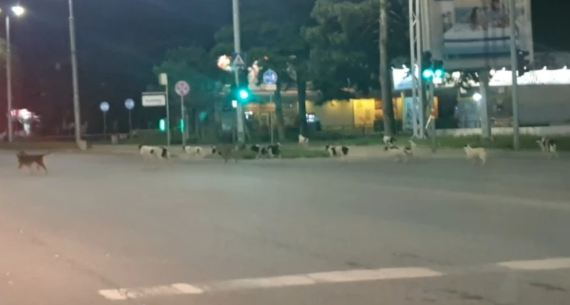 Притеснителна гледка в Пловдив: Глутница големи кучета обикаля града