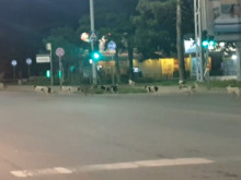 Притеснителна гледка в Пловдив: Глутница големи кучета обикаля града