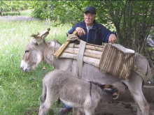 Българите луднаха да купуват магарета