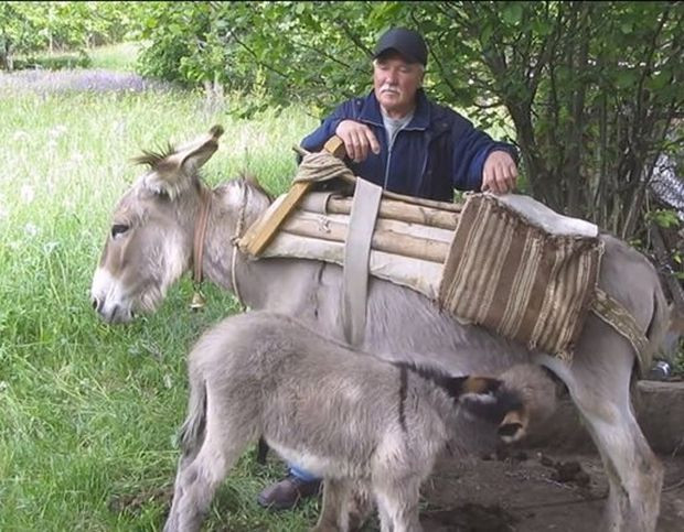 Легендарната ферма за магарета във вилната зона на Трън остава