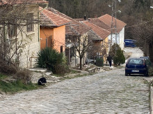 Проблемът с бездомните кучета в Търново отново е на дневен ред