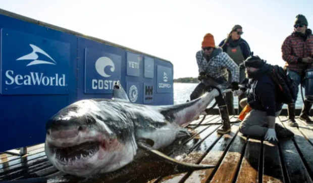 Над 544-килограмова бяла акула плува край бреговете на Южна Каролина. Тя е