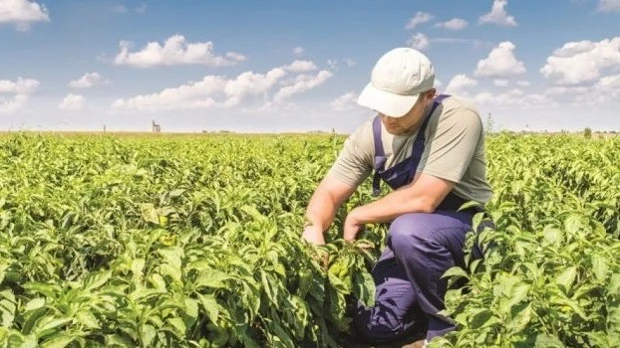 Млади фермери в Добричко развиват стопанствата си с еврофинансиране