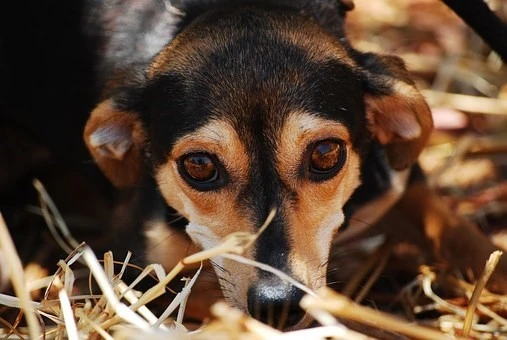 Случай на отровено куче разследват в Горна Оряховица