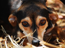 Случай на отровено куче разследват в Горна Оряховица
