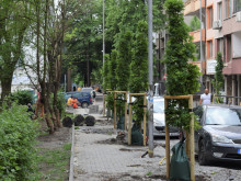 Засаждат колоновиден явор на ул. "Шейново" в Бургас