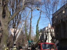 Приключват с кастренето на клони в "Централен" до края на седмицата