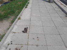 Грозна гледка на тротоар в Пловдив