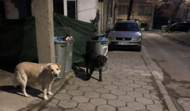 </TD
>Проблемът с бездомните животни в Благоевград продължава да се задълбочава,