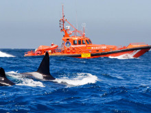 Китове убийци обърнаха лодка в последното си нападение край бреговете на Испания