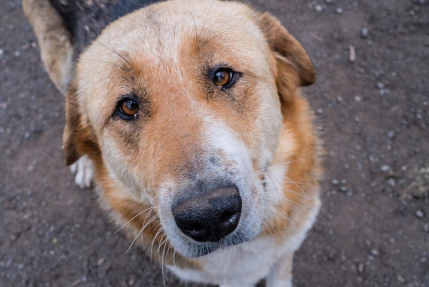 TD Отровено бездомно куче е открито в Благоевград Около 08 10 часа в