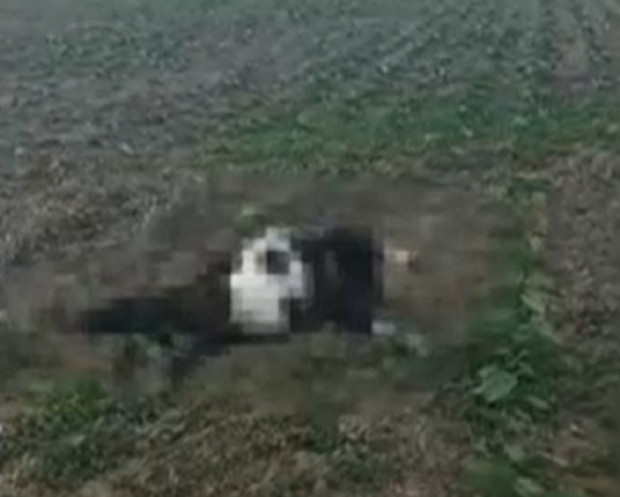 TD Жител на Русе сигнализира за умрели кози хвърлени в слънчогледова