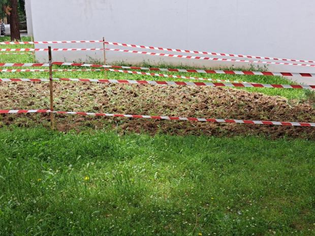 TD Градина с картофи срещу сградата на Община Благоевград е най