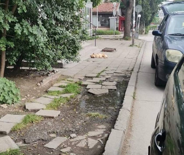 Улично куче ухапа жена на улицата в квартал Младост до