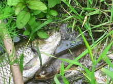 Екокатастрофа в Ямболско, мъртва риба плува в река "Мочурица"