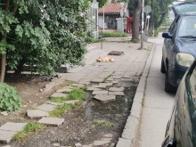 Улично куче ухапа варненка, докато върви по улицата