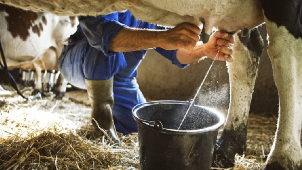 Фермери от Пловдивско подаряват млякото си Единственото изискване е желаещите