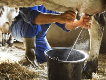 Фермери раздават безвъзмездно мляко в знак на протест