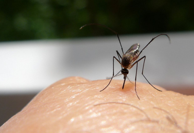 Комарите са едни от малкото насекоми които развиват вкус към