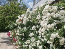 Кой варненски квартал е известен с розите си?