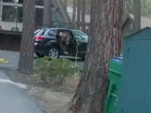 Шофьор откри мечка на задната седалка на колата си