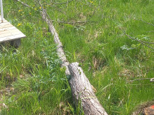 Незаконна сеч на застрашен вид върба в парк "Витоша"