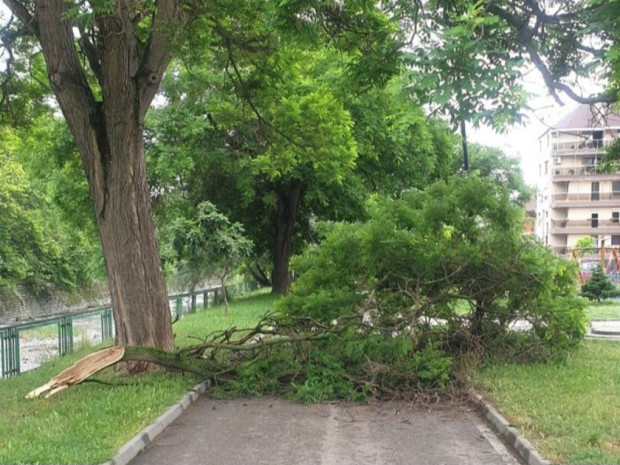 TD Голям клон от дърво е паднал върху алеята в парка