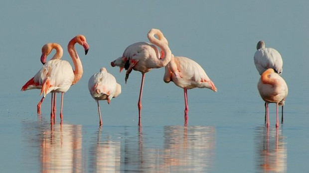 Колонията на розовото фламинго край Бургас расте През последните години