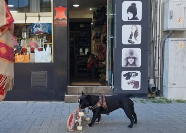 Най-забавното кученце на света живее във Варна. То често радва варненци
