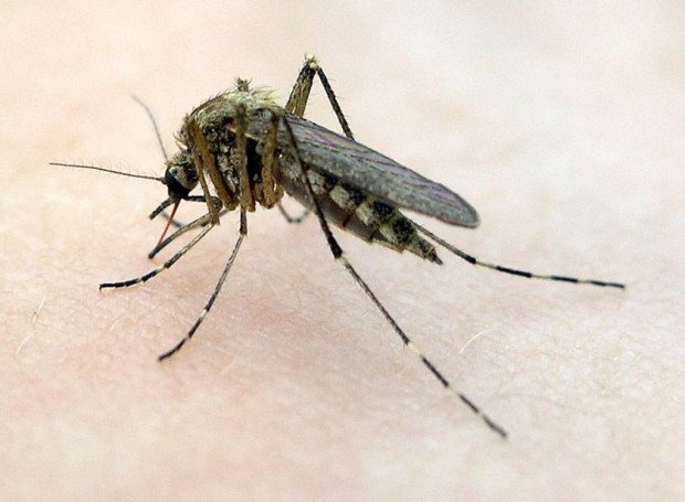 Предстои пръскане срещу комари край Варна От 7 ми до 9 ти