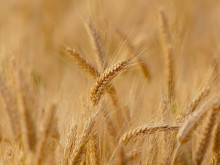 Удължават забраната за внос на пшеница, царевица, рапица и слънчоглед у нас