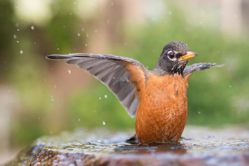 Заради пестицидите: Една трета от птиците във Франция са изчезнали за 15 години