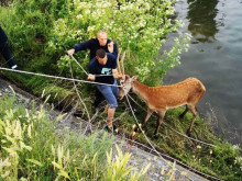 Пожарникари спасиха елен, паднал в канал в Сливенско