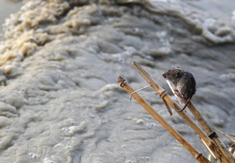 300 животни от зоопарка в Нова Каховка са загинали в наводненията