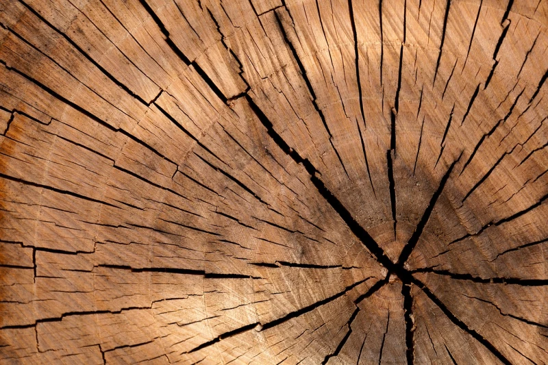 За поредна година Община Сливен предоставя дърва за огрев на хора в неравностойно положение