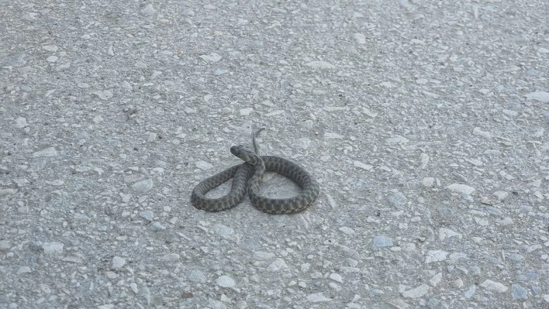 Змии плъзнаха по варненските плажове